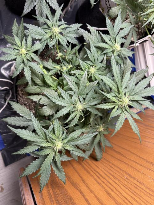 Mango Runts: Organic Mephisto Run. Week 5