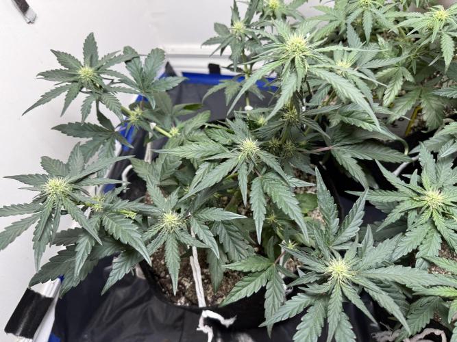 Mango Runts: Organic Mephisto Run. Week 5