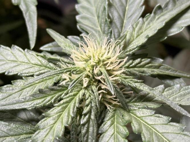 Mango Runts: Organic Mephisto Run. Week 5