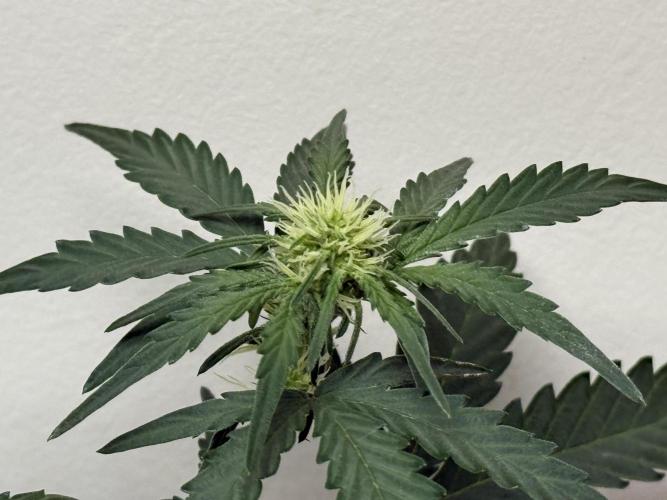 Mango Runts: Organic Mephisto Run. Week 5