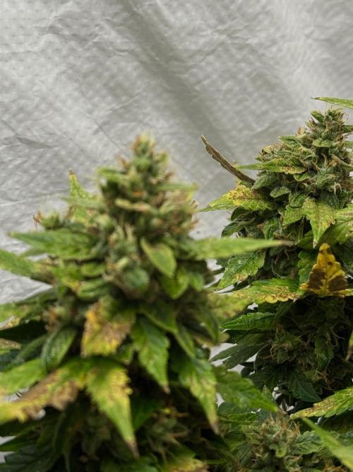 Sherbet Autoflower W/ Perpetual Setup. Week 11