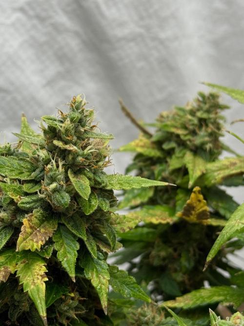 Sherbet Autoflower W/ Perpetual Setup. Week 11