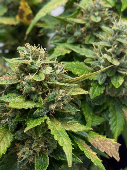 Sherbet Autoflower W/ Perpetual Setup. Week 11