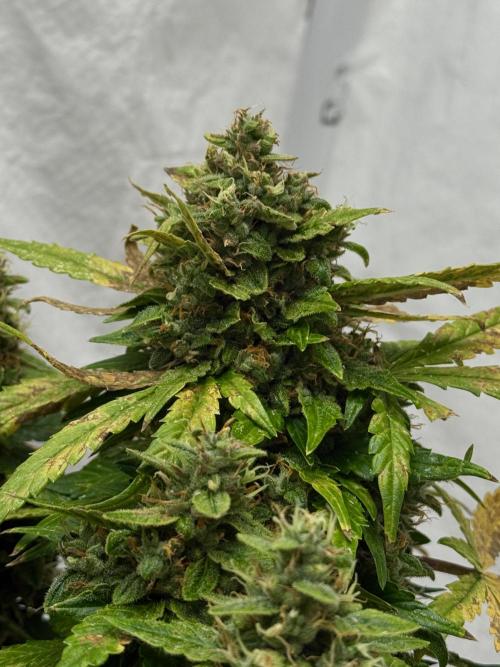 Sherbet Autoflower W/ Perpetual Setup. Week 11