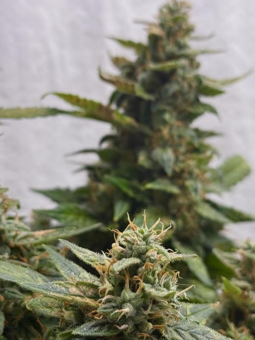 Sherbet Autoflower W/ Perpetual Setup. Week 11