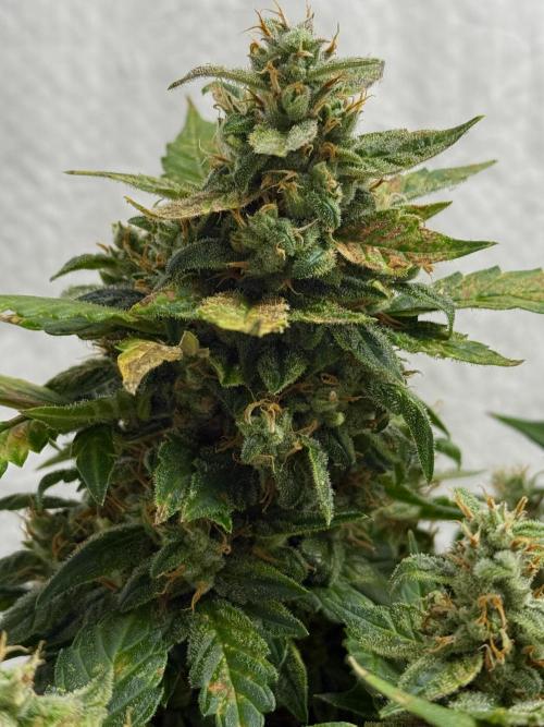 Sherbet Autoflower W/ Perpetual Setup. Week 11