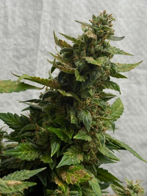 Sherbet Autoflower W/ Perpetual Setup. Week 11