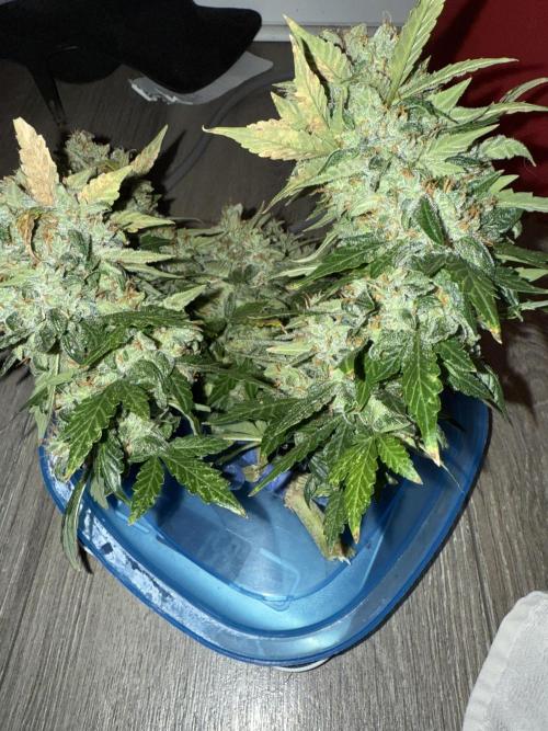 Sherbet Autoflower W/ Perpetual Setup. Week 12