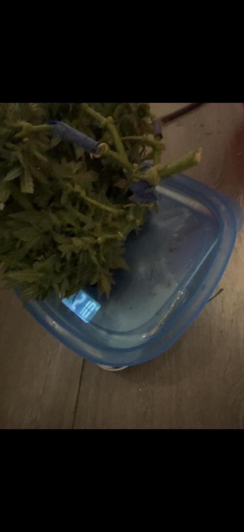 Sherbet Autoflower W/ Perpetual Setup. Week 12