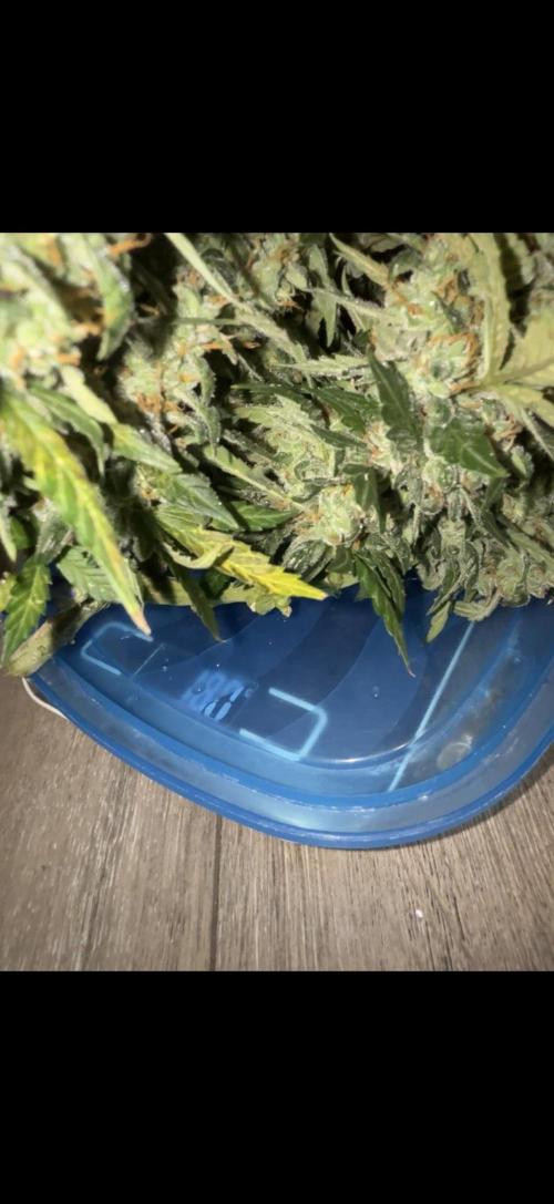 Sherbet Autoflower W/ Perpetual Setup. Week 12