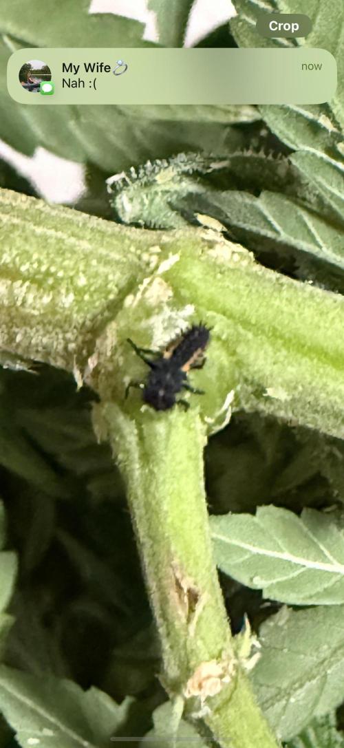 Sherbet Autoflower W/ Perpetual Setup. Week 12 - Ladybug larvae acquired