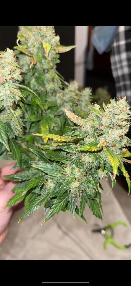 Sherbet Autoflower W/ Perpetual Setup. Week 12