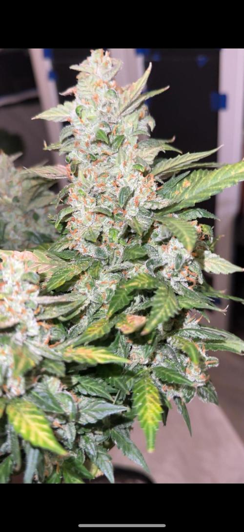 Sherbet Autoflower W/ Perpetual Setup. Week 12