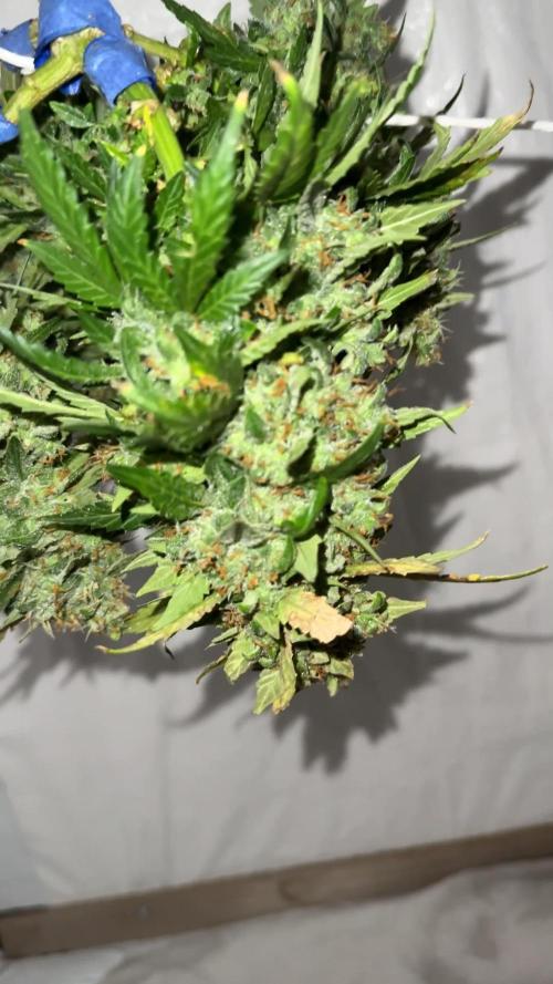 Sherbet Autoflower W/ Perpetual Setup