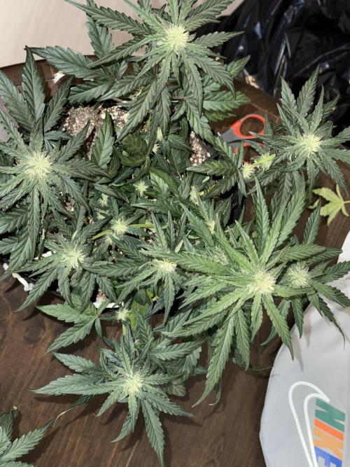 Mango Runts: Organic Mephisto Run. Week 5 - Nov 16