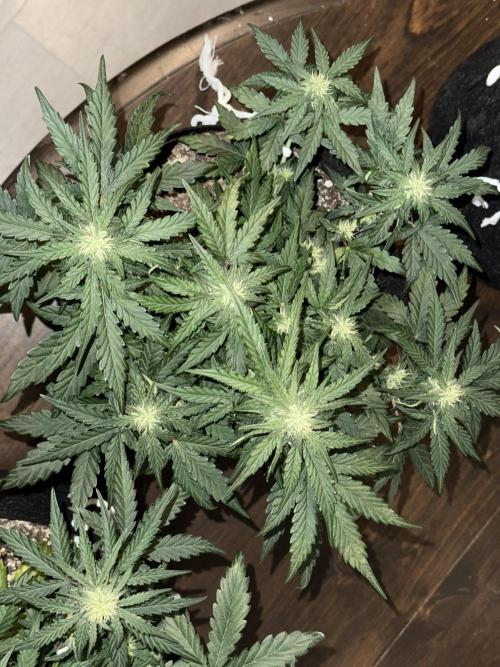 Mango Runts: Organic Mephisto Run. Week 5 - Nov 16