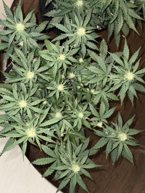 Mango Runts: Organic Mephisto Run. Week 5 - Nov 16