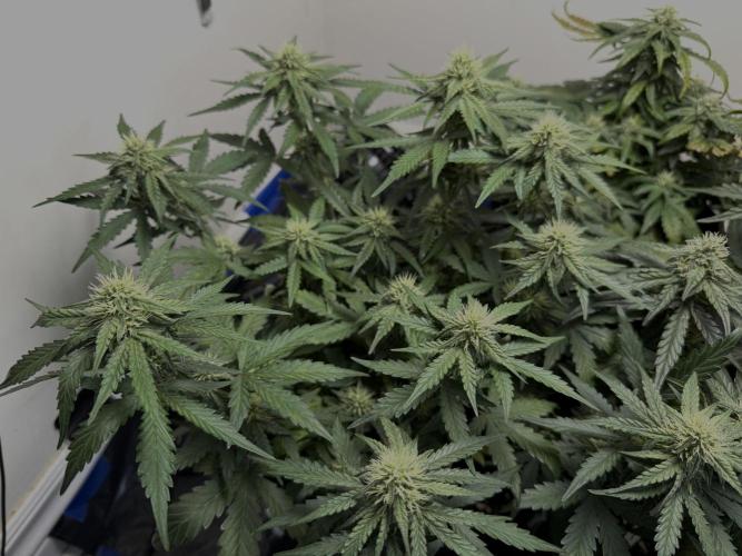 Mango Runts: Organic Mephisto Run. Week 6