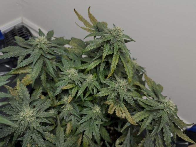 Mango Runts: Organic Mephisto Run. Week 6 - Suspected Ca deficient girl