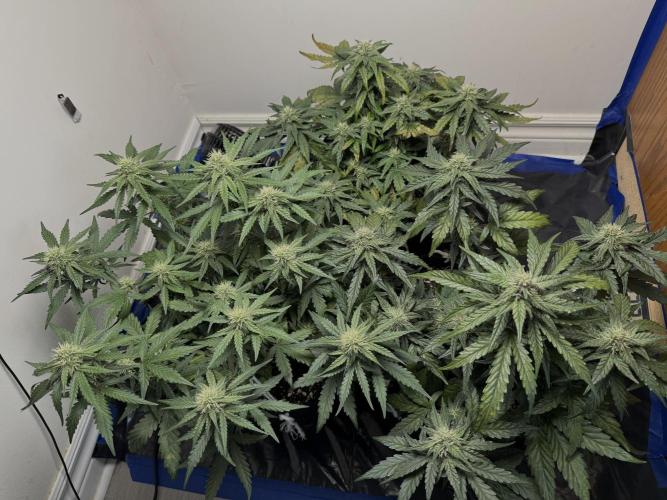 Mango Runts: Organic Mephisto Run. Week 6