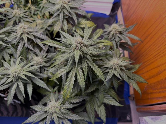 Mango Runts: Organic Mephisto Run. Week 6 - Purple girl