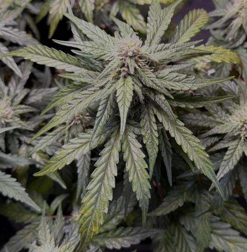 Mango Runts: Organic Mephisto Run. Week 6