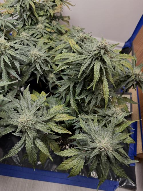 Mango Runts: Organic Mephisto Run. Week 7