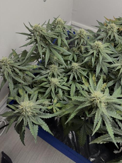 Mango Runts: Organic Mephisto Run. Week 7