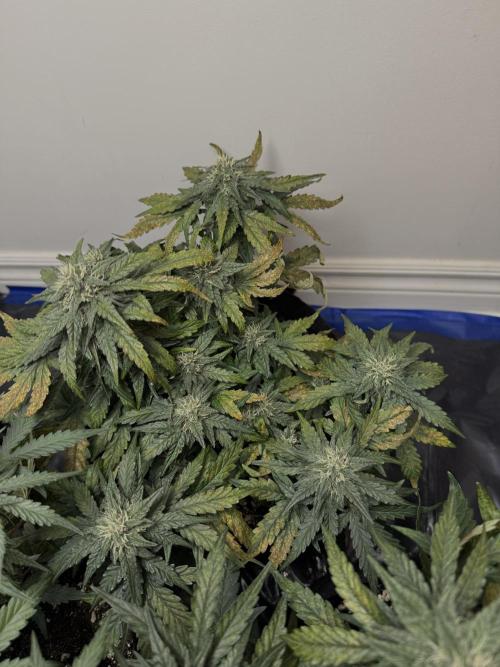 Mango Runts: Organic Mephisto Run. Week 7