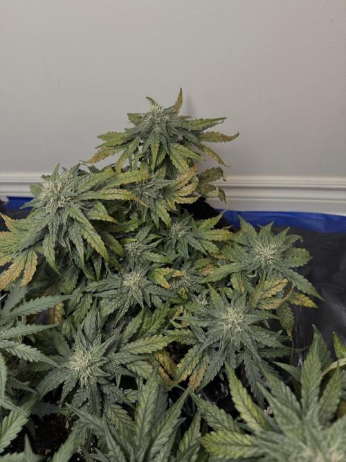 Mango Runts: Organic Mephisto Run. Week 7