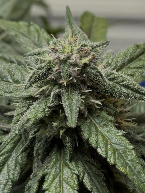 Mango Runts: Organic Mephisto Run. Week 7