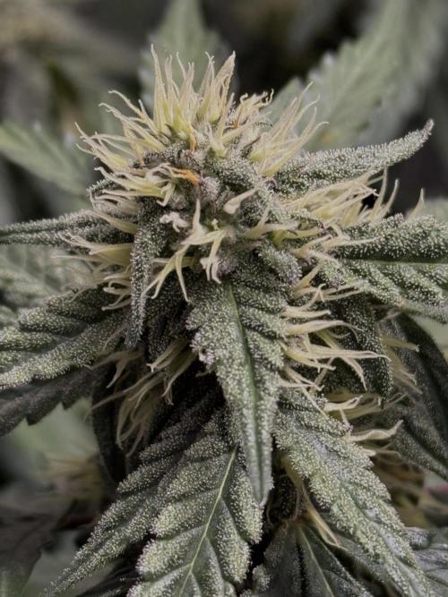 Mango Runts: Organic Mephisto Run. Week 7