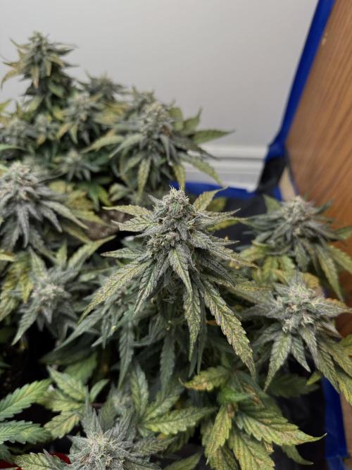 Mango Runts: Organic Mephisto Run. Week 8