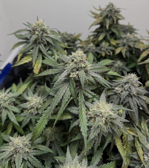 Mango Runts: Organic Mephisto Run. Week 8