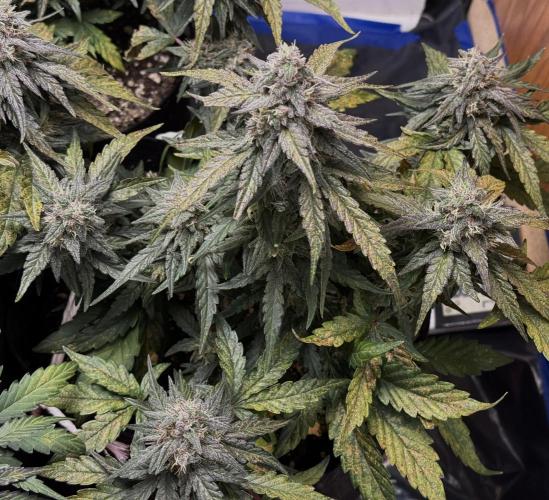 Mango Runts: Organic Mephisto Run. Week 8