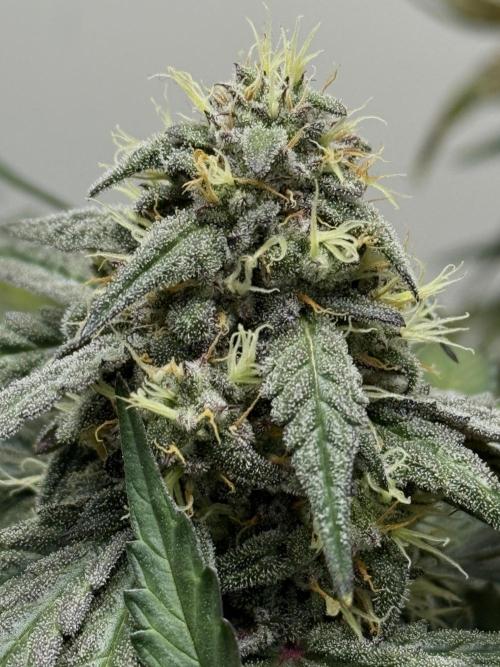 Mango Runts: Organic Mephisto Run. Week 8