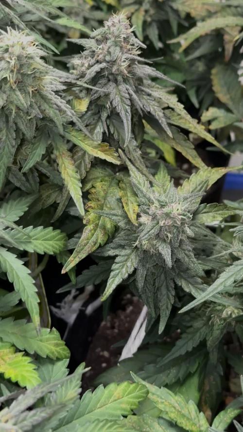 Mango Runts: Organic Mephisto Run