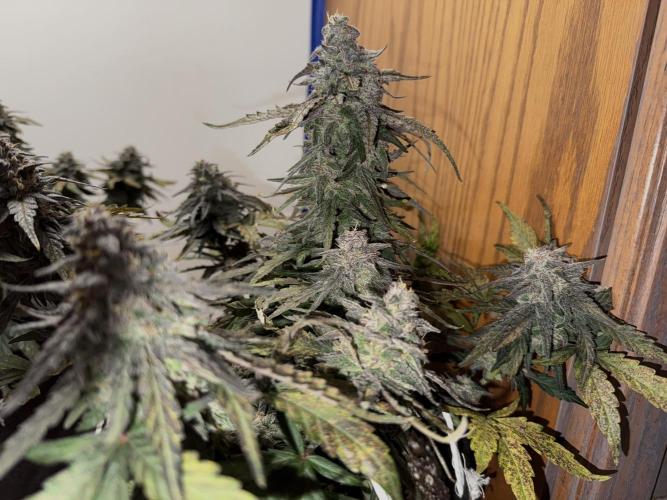 Mango Runts: Organic Mephisto Run. Week 9