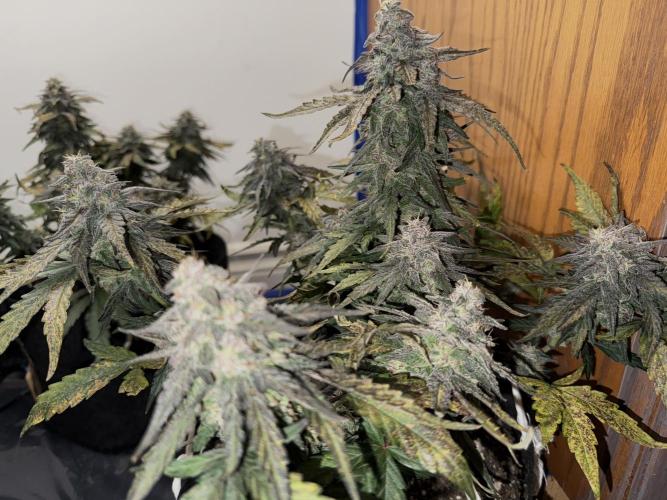 Mango Runts: Organic Mephisto Run. Week 9