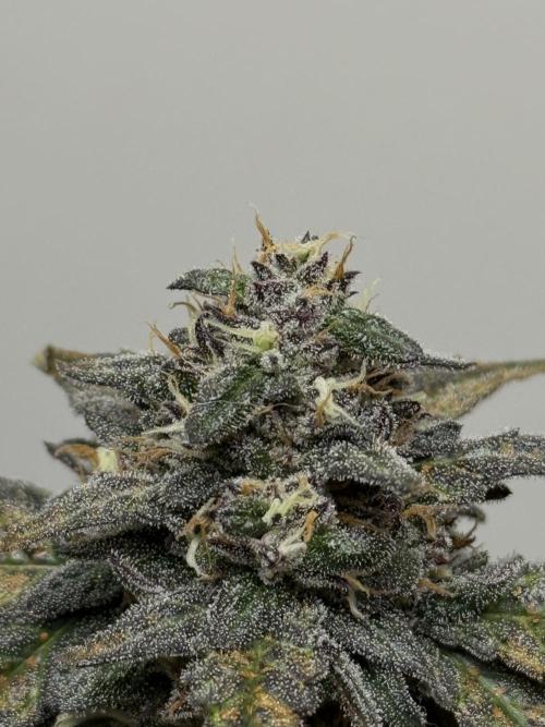 Mango Runts: Organic Mephisto Run. Week 9