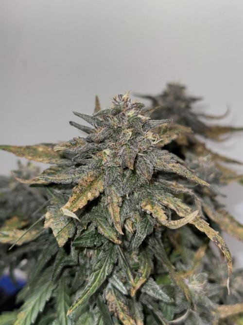 Mango Runts: Organic Mephisto Run. Week 9