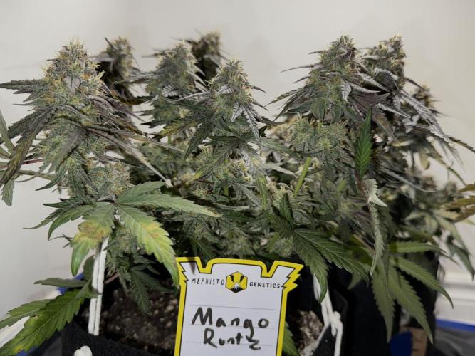 Mango Runts: Organic Mephisto Run. Week 9