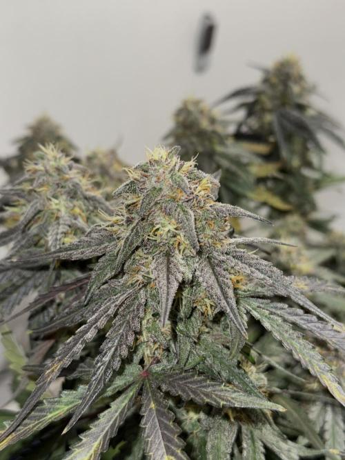 Mango Runts: Organic Mephisto Run. Week 9