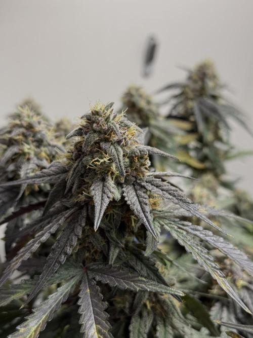 Mango Runts: Organic Mephisto Run. Week 9