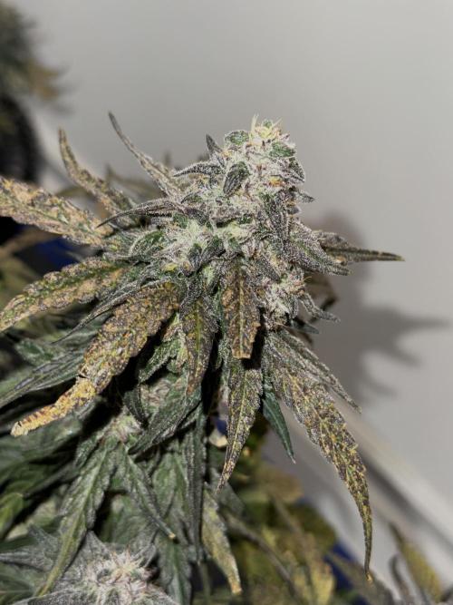 Mango Runts: Organic Mephisto Run. Week 9