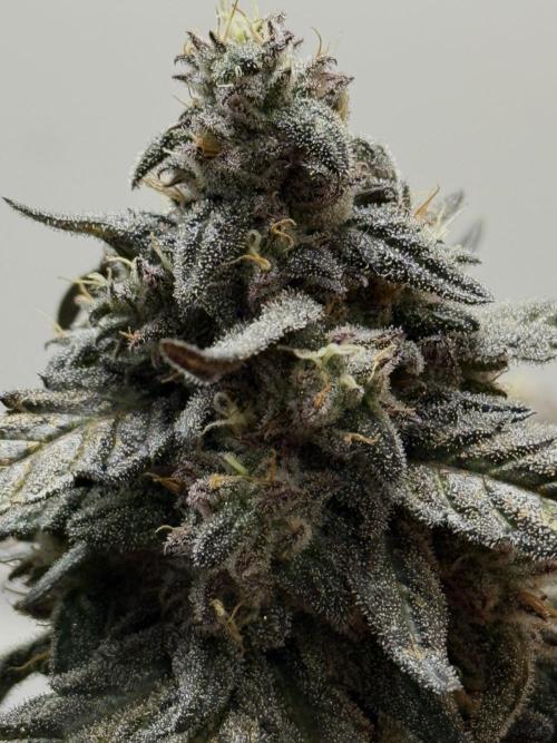 Mango Runts: Organic Mephisto Run. Week 9