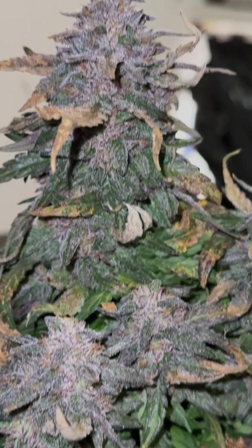 Mango Runts: Organic Mephisto Run