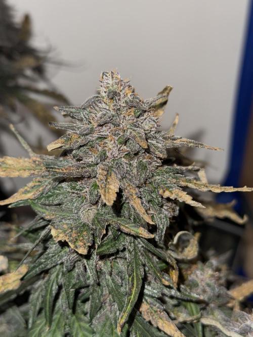 Mango Runts: Organic Mephisto Run. Week 10