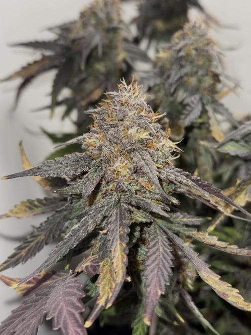 Mango Runts: Organic Mephisto Run. Week 10