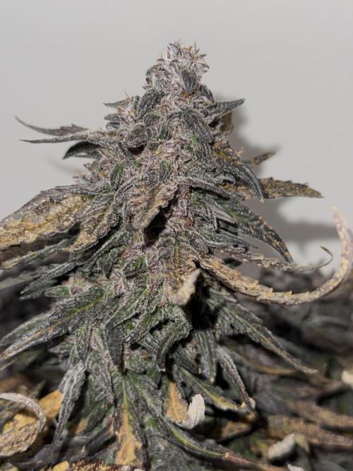 Mango Runts: Organic Mephisto Run. Week 10